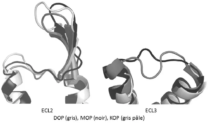 Figure 43. Comparaison des boucles extracellulaires (ECL2 et ECL3) de DOP, MOP et KOP