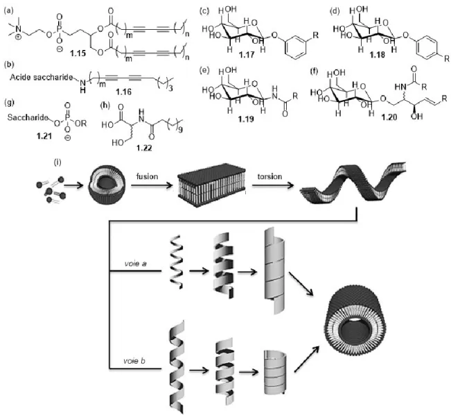 Figure 26. Quelques amphiphiles s’auto-assemblés en nanotubes lipidiques : (a) phospholipides  diacétyléniques, (b) N-aldonamides diacétyléniques, (c-e) glucose-glycolipides, (f) sphingolipides, (g)  amphiphiles de glucophospholipides, (h) amphiphiles avec