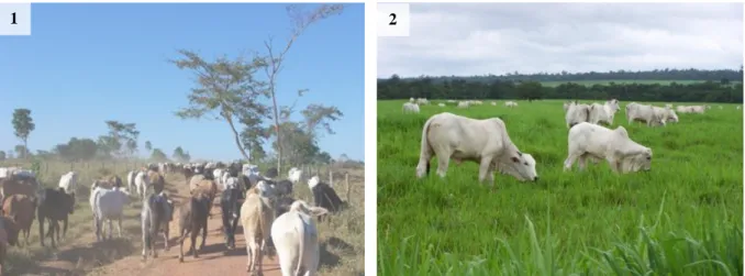 Figure 1-2 : L’élevage bovin extensif, un système technique efficace sur les fronts pionniers