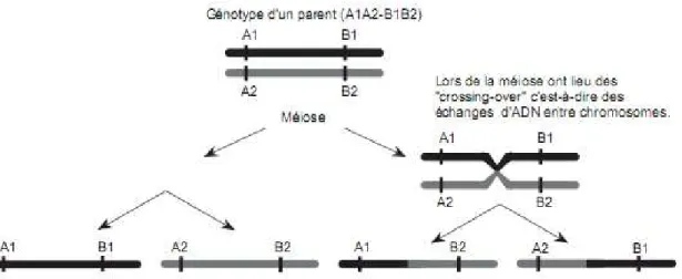 Figure 2.2 – Illustration de la liaison génétique.