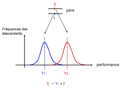 Figure 2.4 – Principe de détection de QTL par régression intra-père.