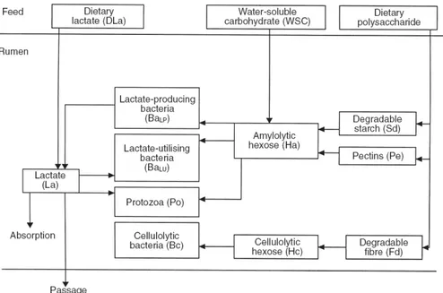 Figure  11 :  Représentation du métabolisme du lactate dans un modèle dynamique du  rumen (Dijkstra et al., 2002) 
