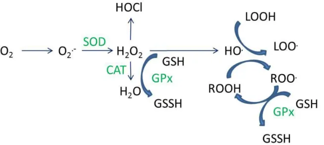 Figure  1.11 :  mécanismes  de  formation  des  principales  ROS  ainsi  que  les  réactions  catalysées par les enzymes antioxydantes