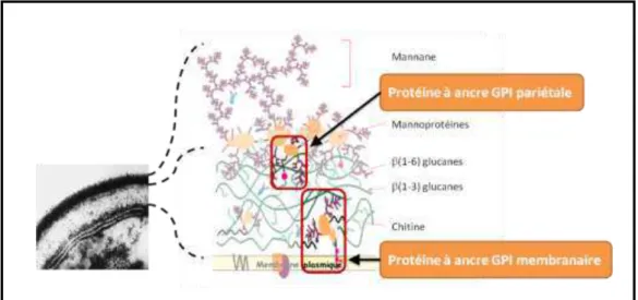 Figure 14 : Schéma de la paroi de C. albicans et localisation des protéines à ancre GPI   d’ap s T