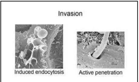 Figure 20 : Invasion des cellules épithéliales orales   par pénétration active ou endocytose 