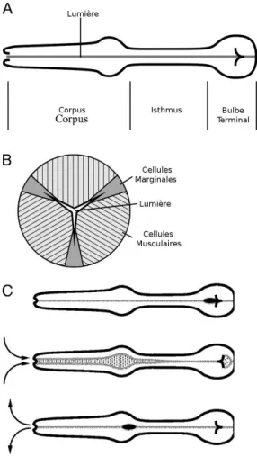 Figure II.1 – Schémas de l’anatomie et du mouvement de pompage du pharynx de C. elegans