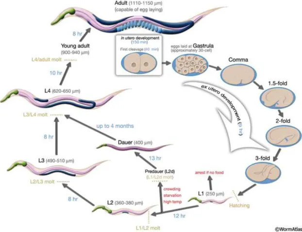 Figure II.2 – Cycle de vie de C. elegans à 22 ◦ C. La fertilisation intervient à 0 min