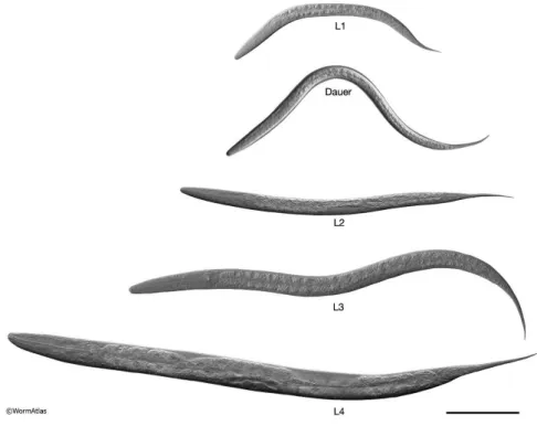 Figure II.3 – Photos des stades de développement de C. elegans au microscope à contraste interférentiel
