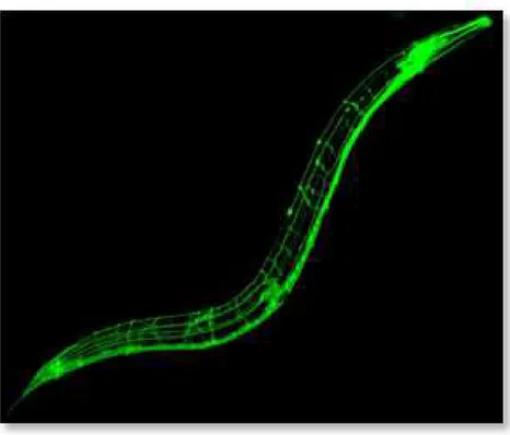 Figure III.1 – Marquage à la GFP du réseau neuronal de C. elegans (source : Inserm &amp; ENS, 2011) Rankin et al