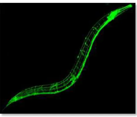 Figure III.1 – Marquage à la GFP du réseau neuronal de C. elegans (source : Inserm &amp; ENS, 2011) Rankin et al