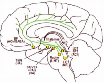 Figure  1.2  Systèmes  neurochimiques  impliqués  dans  l' état  d'éveil ,  reproduit  avec  la  permission de Wolters  Kluwer Health 