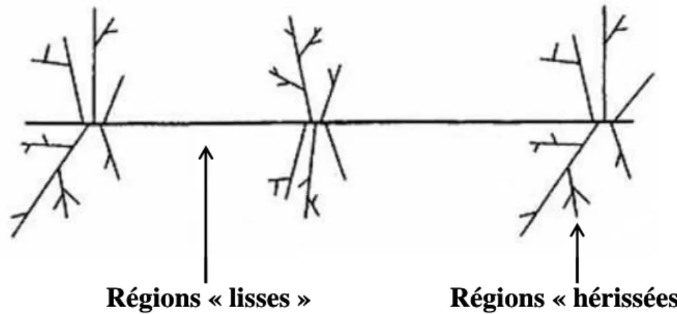 Figure 5. Structure des substances pectiques avec les zones « lisses » et « hérissées » D’après  (Voragen et al., 1995)