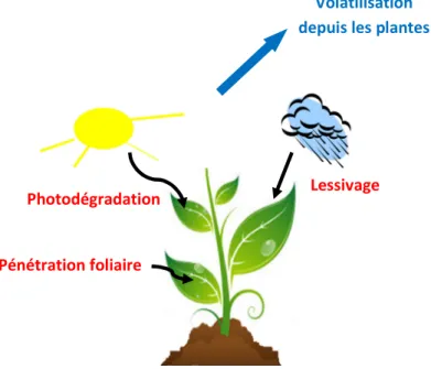 Figure 5: Les processus de dissipation des pesticides dans l’environnement après leur application 