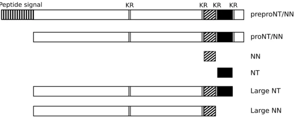 FIGURE 1.12 – Peptides détectés lors de la maturation de la NT (adapté de Vincent et al