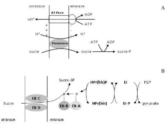 Figure 3 : Systèmes phosphotransférase phosphoénol‐pyruvate (A) et perméase (B) dépendants et pour le transport  des sucres chez les bactéries lactiques (Atlan et al. 2008) 