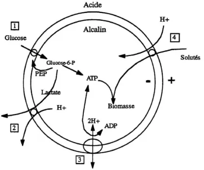 Figure 5 : Schéma des processus de génération et de consommation d'énergie au cours du métabolisme des  lactocoques, d’après Konings and Otto (1983). 1) Synthèse de I'ATP par glycolyse; 2) Couplage du flux d'acide  lactique au flux de protons; 3) Système A
