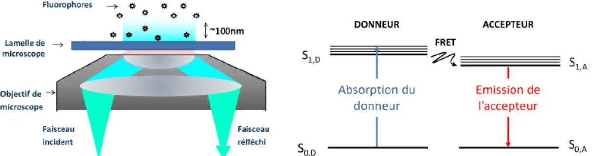 Figure 1.6  Schémas de principe de la microscopie TIRF et du FRET. A gauche : en micro- micro-scopie de TIRF, le faisceau d'excitation est totalement rééchit à l'interface lamelle/échantillon créant une onde évanescente du côté de l'échantillon