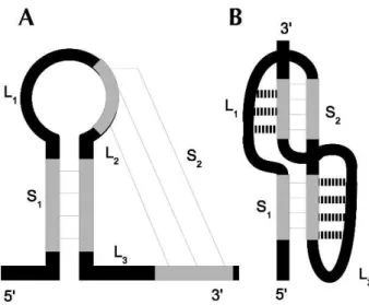 FIGURE 3. Representations of an H-type pseudoknot. (A) General formation: base-pairing between a loop and single-stranded region