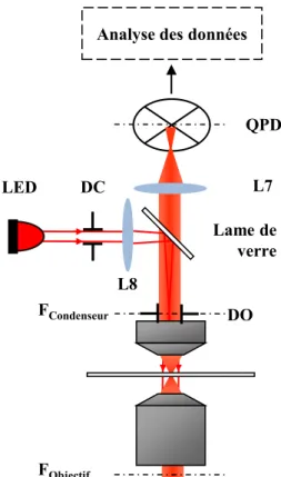 Figure 2.9  Schéma du système de détection. La photodiode à quatre quadrants (QPD) et la diode électroluminescente (LED) sont conjuguées respectivement par les lentilles L7 et L8 (de focales 40 mm et 100 mm) avec le plan focal arrière du condenseur et de 
