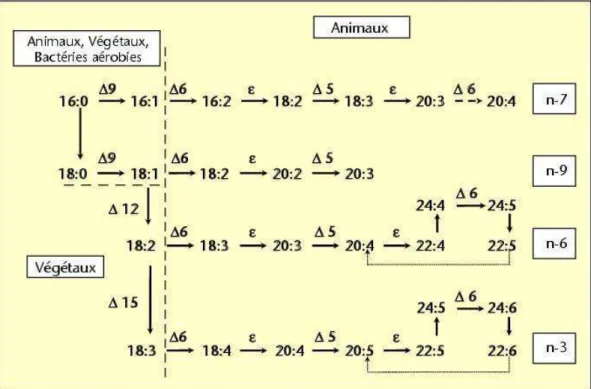 Figure 6 : Capacités de conversion des acides gras dans les différents  règnes et  biosynthèse 