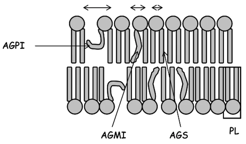 Figure  9  :  Encombrement  des  différents  types  d’acides  gras  au  sein  des  phospholipides 