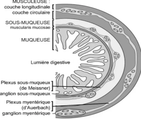 Figure 1. La structure histologique de la muqueuse colique. 