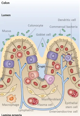 Figure 2. Les cellules de l’épithélium colique. 