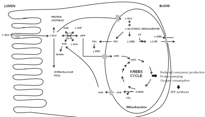 Figure 3. Les voies de métabolismes du glutamate (A) et de l’arginine (B) dans les entérocytes  et les colonocytes