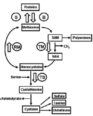 Figure 4. La voie de la biosynthèse de la cystéine à partir de la méthionine. 