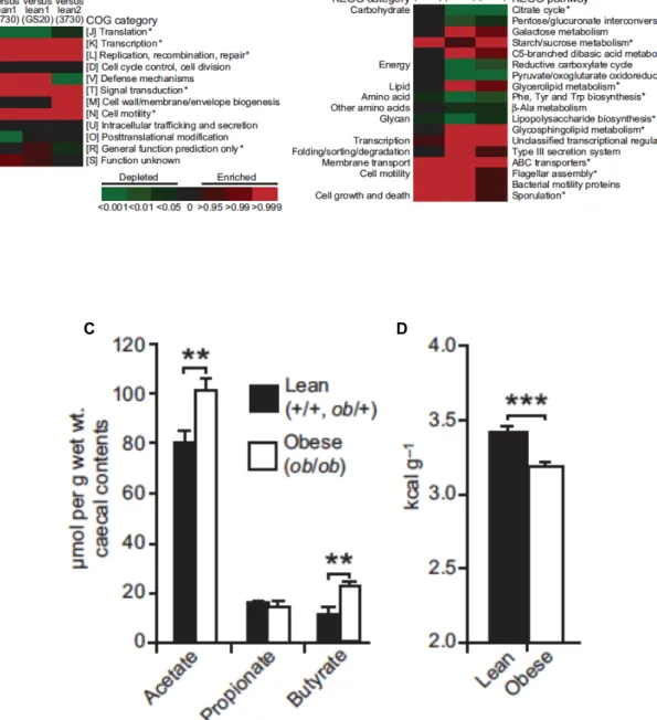 Figure 7. Comparaison de l’activité métabolique du microbiote caecal (A et B), la concentration  en  AGCC  dans  le  contenu  caecal  (C)  et  le  contenu  en  énergie  dans  les  fèces  (D)  de  souris  obèses ou non