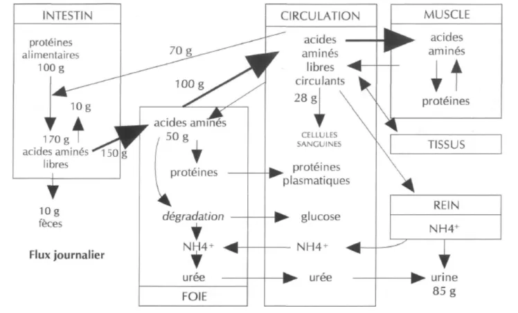 Figure 1. Métabolisme des protéines et des acides aminés chez l'homme. 