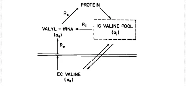 Figure 10. Modèle théorique de la compartimentation du pool  précurseur des synthèses protéiques.