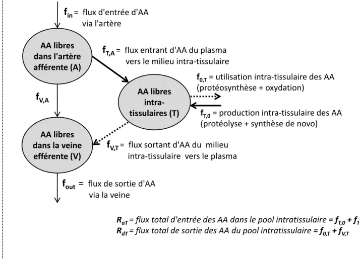 Figure 12. Modèle à 3 compartiments représentant les flux d'AA  au niveau tissulaire. 