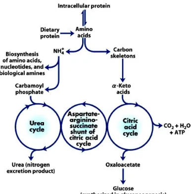 Figure 1.  Overview of the catabolism of amino acids.  