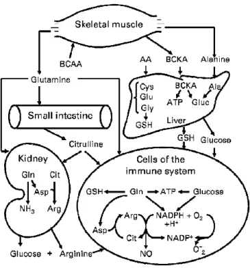 Figure  2.  Interorgan  metabolism  of  branched-chain  amino  acids  (BCAA),  glutamine  and  arginine  and its role in immune function