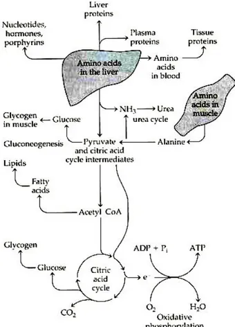 Figure 4.  Role of Liver in the amino acid metabolism control. Liver is the site of synthesis of many  different  proteins  from  amino  acids