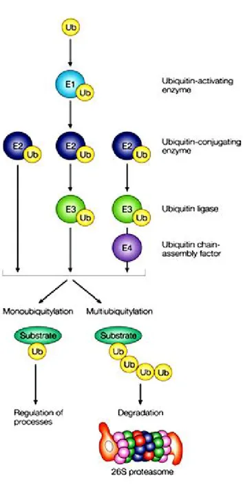 Figure  10. The  ubiquitinqtion  mechanisms.  Free  ubiquitin  (Ub)  is  activated  in  an  ATP-dependent  manner  by  the  activity  of  a  ubiquitin-activating  enzyme  (E1),  which  hydrolyses  ATP  and  forms  a  complex  with  ubiquitin