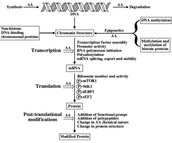 Figure 11.  Possible mechanisms responsible for AA regulation of gene expression in cells