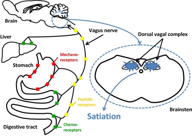 Figure 1.3 The vagus nerve connects the brain and the gastrointestinal tract (GIT). 