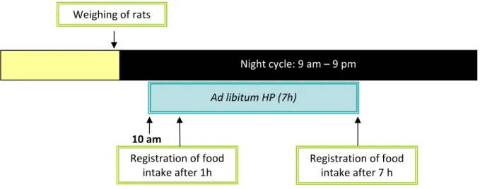 Figure 2.3 Daily feeding pattern of rats fed a high protein diet (HP). 