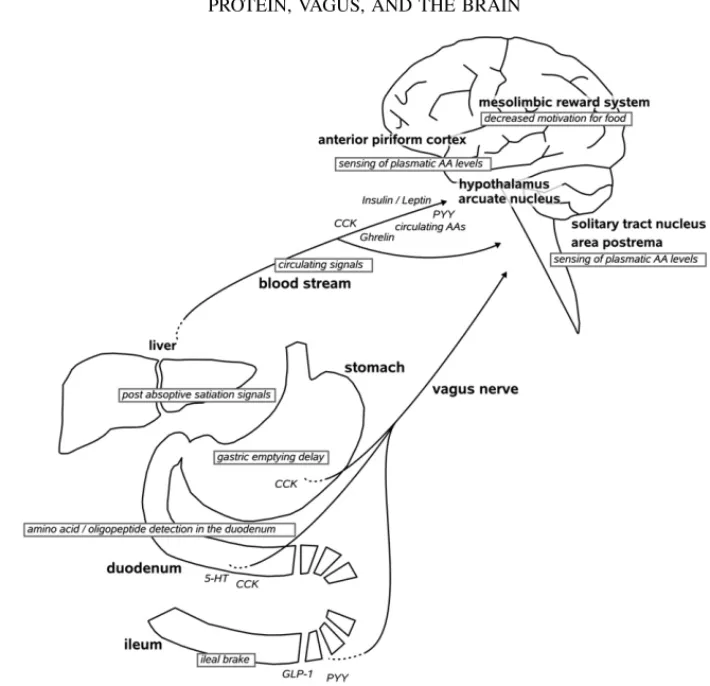 FIGURE 1. Mechanisms responsible for the protein-induced suppression of food intake. Dietary protein is detected in the gastrointestinal tract