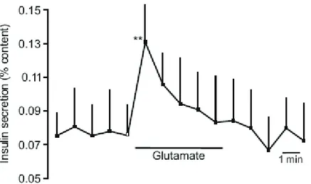 Figure 6 : Le glutamate stimule la sécrétion d’insuline dans les cellules β pancréatiques chez le  rat
