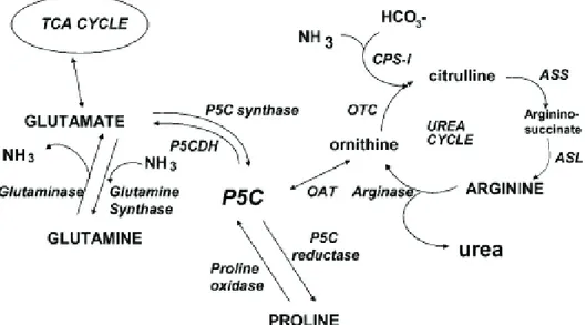 Figure 8 : Voies métaboliques du glutamate, de la glutamine et des acides aminés associés