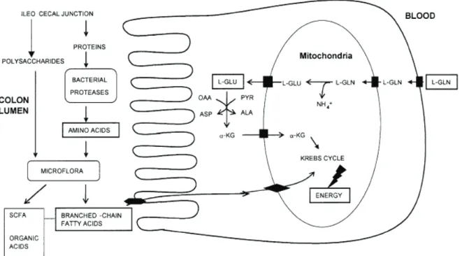 Figure 10 : Schéma de la production d’énergie dans les cellules épithéliales absorptives du gros  intestin à partir du L-glutamate (L-GLU) plasmatique et des métabolites bactériens luminaux