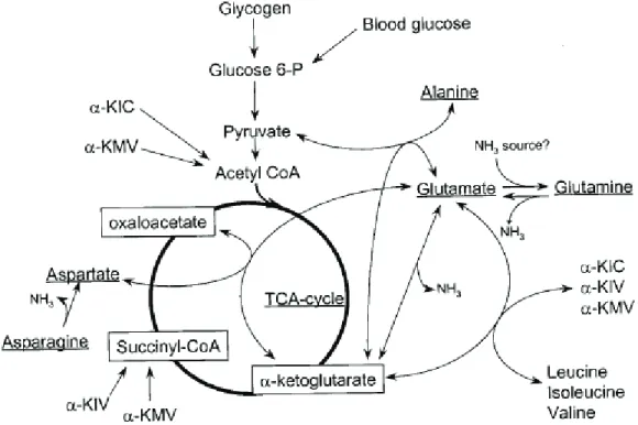 Figure 13 : Représentation schématique de l’interaction des acides aminés avec le cycle de Krebs  ou tricarboxylique (TCA)