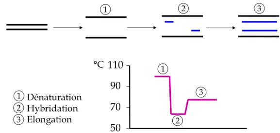 Figure 4 : Etapes de la réaction de PCR  Phase de dénaturation (1 sur le schéma)  