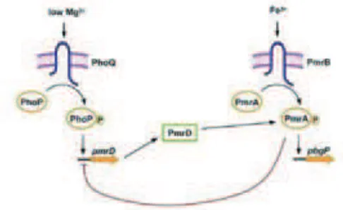 Figure 8: Relations entre les systèmes TCS PhoP/Q et  PmrA/B par la protéine connectrice PmrD