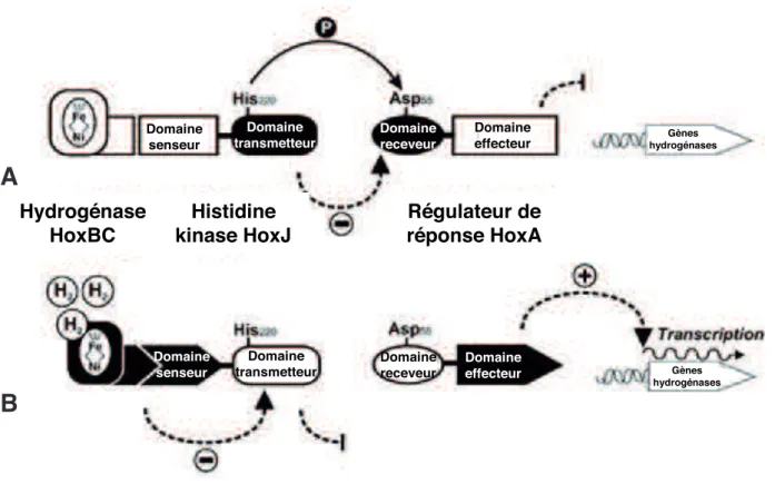 Figure 14: Régulation des hydrogénases chez Ralstonia Eutropha par  le système HoxJ/HoxA en absence (A) ou en présence d’hydrogène (B)A