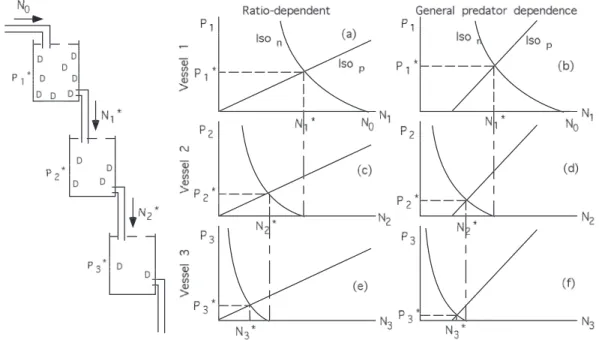 Figure 1.1: Predictions of the predator equilibrium abundances in the chained vessel experiments described in Arditi et al