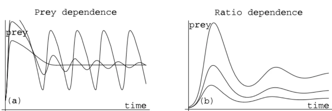 Figure 4.4: Inﬂuence of K on the stability, shown here for the prey dynamics (higher amplitudes with higher K), for the prey-dependent model (a) and for the  ratio-dependent model (b).